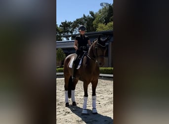 Westfaal, Ruin, 13 Jaar, 178 cm, Bruin