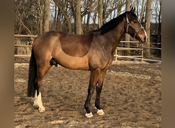 Westfaal, Ruin, 13 Jaar, 180 cm, Bruin