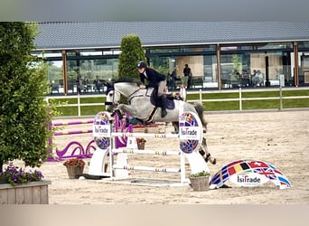 Westfaal, Ruin, 13 Jaar, 180 cm, Schimmel