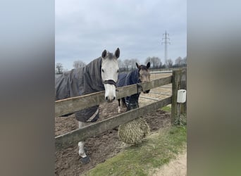 Westfaal, Ruin, 13 Jaar, 180 cm, Schimmel