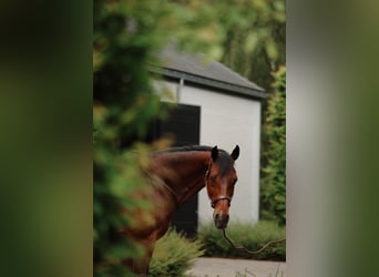 Westfaal, Ruin, 14 Jaar, 168 cm, Bruin