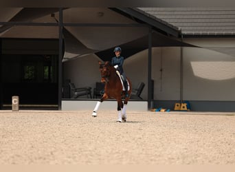 Westfaal, Ruin, 14 Jaar, 168 cm, Bruin