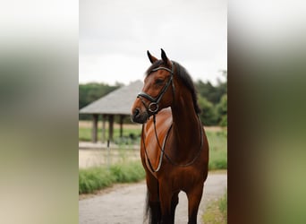 Westfaal, Ruin, 14 Jaar, 168 cm, Bruin