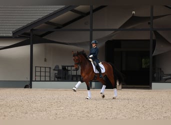 Westfaal, Ruin, 14 Jaar, 168 cm, Bruin