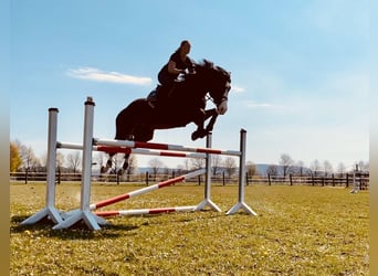 Westfaal, Ruin, 14 Jaar, 170 cm, Bruin