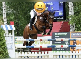 Westfaal, Ruin, 14 Jaar, 174 cm, Bruin