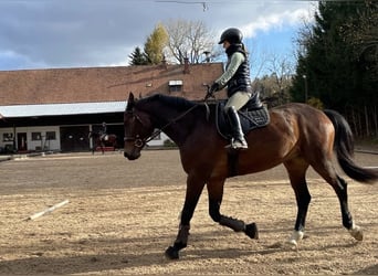 Westfaal, Ruin, 14 Jaar, 174 cm, Bruin