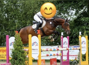 Westfaal, Ruin, 14 Jaar, 174 cm, Bruin