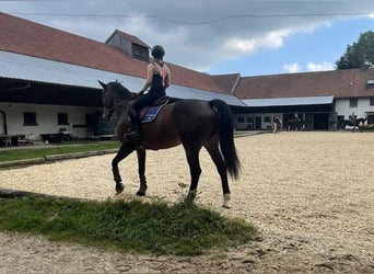 Westfaal, Ruin, 14 Jaar, 174 cm, Bruin