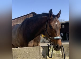 Westfaal, Ruin, 14 Jaar, 174 cm, Bruin