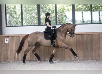 Westfaal, Ruin, 14 Jaar, 175 cm, Vos