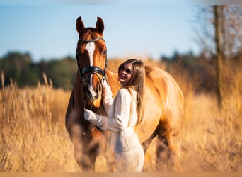 Westfaal, Ruin, 15 Jaar, 165 cm, Donkere-vos