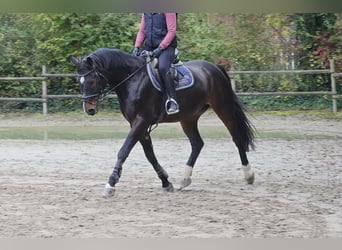 Westfaal, Ruin, 15 Jaar, 170 cm, Zwartbruin