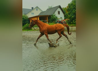 Westfaal, Ruin, 15 Jaar, 174 cm, Vos