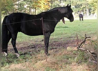 Westfaal, Ruin, 16 Jaar, 162 cm, Donkerbruin
