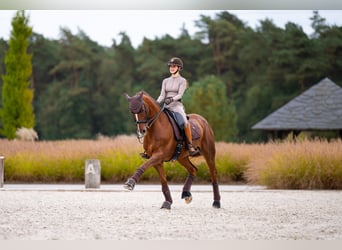 Westfaal, Ruin, 16 Jaar, 165 cm, Donkere-vos