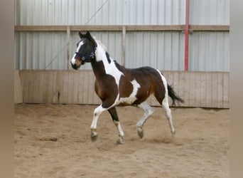 Westfaal, Ruin, 16 Jaar, 170 cm, Gevlekt-paard