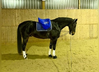 Westfaal, Ruin, 16 Jaar, 172 cm, Donkerbruin