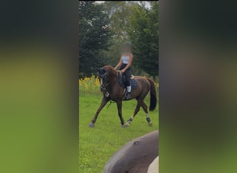 Westfaal Mix, Ruin, 17 Jaar, 160 cm, Donkere-vos