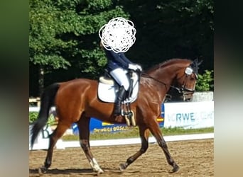 Westfaal, Ruin, 17 Jaar, 168 cm, Bruin