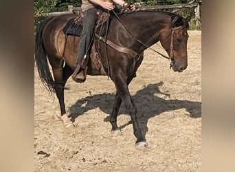 Westfaal, Ruin, 17 Jaar, 173 cm, Donkerbruin