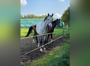 Westfaal, Ruin, 17 Jaar, 174 cm, Appelschimmel