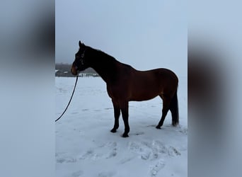 Westfaal Mix, Ruin, 17 Jaar, 185 cm, Bruin