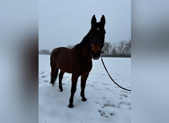 Westfaal Mix, Ruin, 17 Jaar, 185 cm, Bruin