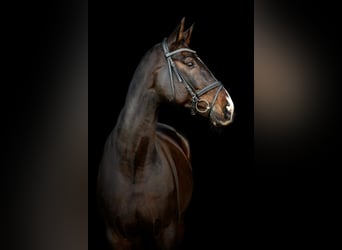 Westfaal, Ruin, 18 Jaar, 174 cm, Donkerbruin