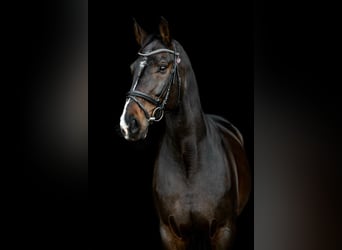 Westfaal, Ruin, 18 Jaar, 174 cm, Donkerbruin