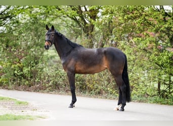 Westfale, Wallach, 1 Jahr, 168 cm, Dunkelbrauner