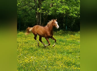 Westfaal, Ruin, 2 Jaar, 146 cm, Vos