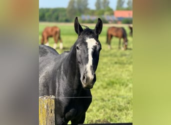 Westfaal, Ruin, 2 Jaar, 163 cm, Schimmel