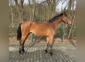 Westfaal, Ruin, 2 Jaar, 167 cm, Bruin