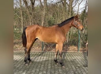 Westfaal, Ruin, 2 Jaar, 167 cm, Bruin