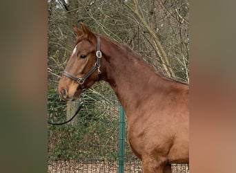 Westfaal, Ruin, 2 Jaar, 167 cm, Vos