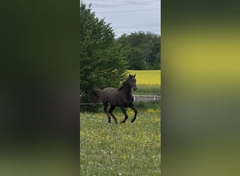 Westfaal, Ruin, 2 Jaar, 168 cm, Donkere-vos