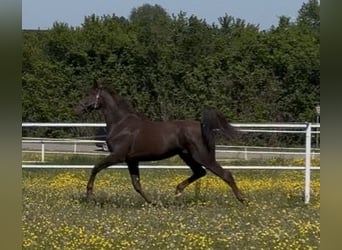 Westfaal, Ruin, 2 Jaar, 168 cm, Donkere-vos