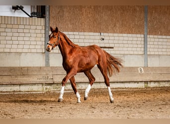 Westfaal, Ruin, 2 Jaar, 170 cm, Vos
