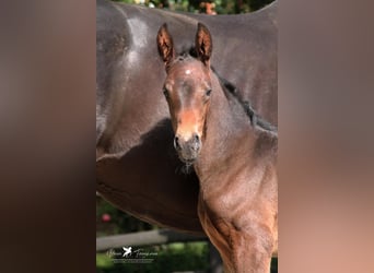 Westfaal, Ruin, 2 Jaar, Donkerbruin