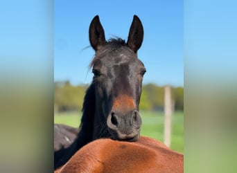 Westfaal, Ruin, 2 Jaar, Donkerbruin