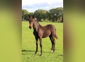 Westfaal, Ruin, 2 Jaar, Donkerbruin