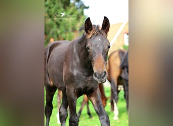 Westfaal, Ruin, 2 Jaar, Donkerbruin