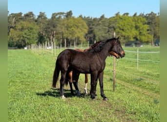 Westfaal, Ruin, 2 Jaar, Donkerbruin