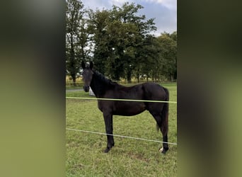 Westfaal, Ruin, 2 Jaar, Zwartbruin