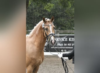 Westfaal, Ruin, 3 Jaar, 146 cm, Palomino