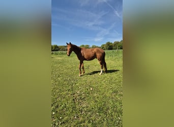 Westfaal, Ruin, 3 Jaar, 147 cm, Vos