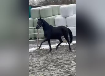 Westfaal, Ruin, 3 Jaar, 160 cm, Zwartbruin