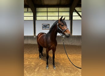 Westfaal, Ruin, 3 Jaar, 162 cm, Bruin