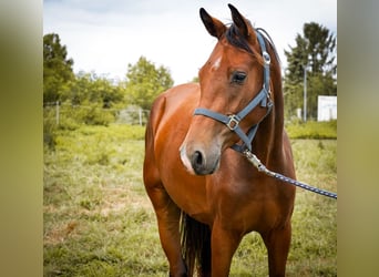 Westfaal, Ruin, 3 Jaar, 163 cm, Bruin